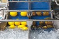 CORING AND CUTTING MACHINE FOOD INDUSTRY 