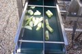 PEELING AND CORING MACHINE MELONS, PINEAPPLES AND BUTTERNUT SQUASH