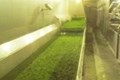 PICADURAS Y DESHUESE PARA PROCESADO DE FRUTA